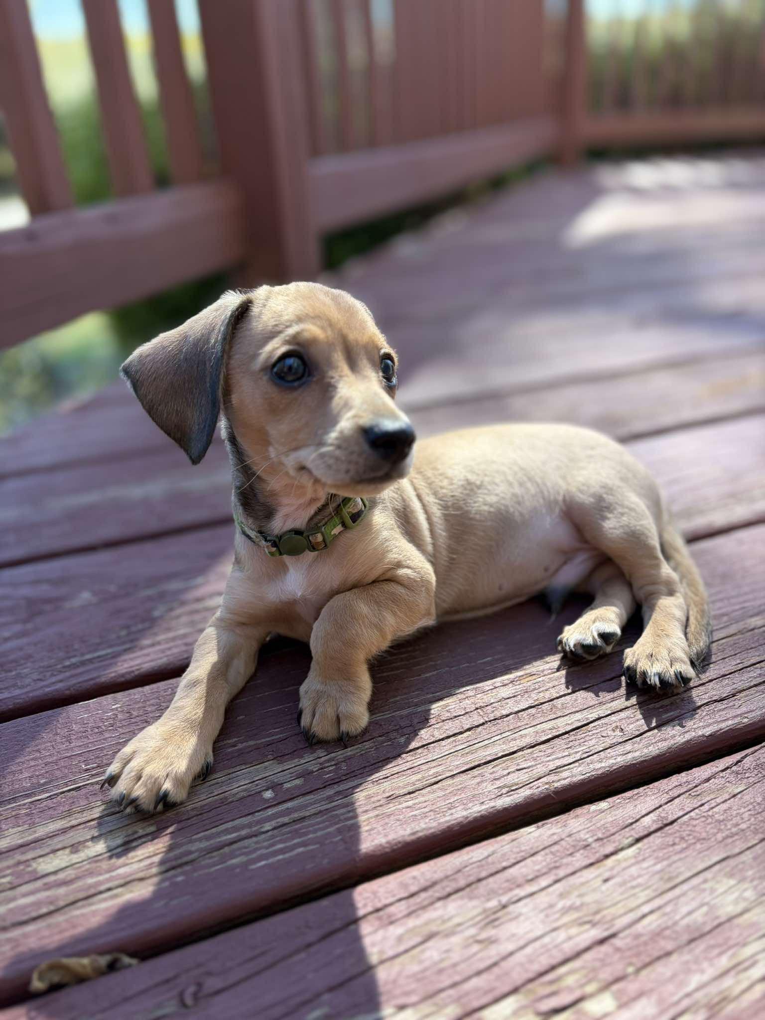 Enlarge Finn, a Adopted mixed breed in Branson, MO image 4/5
