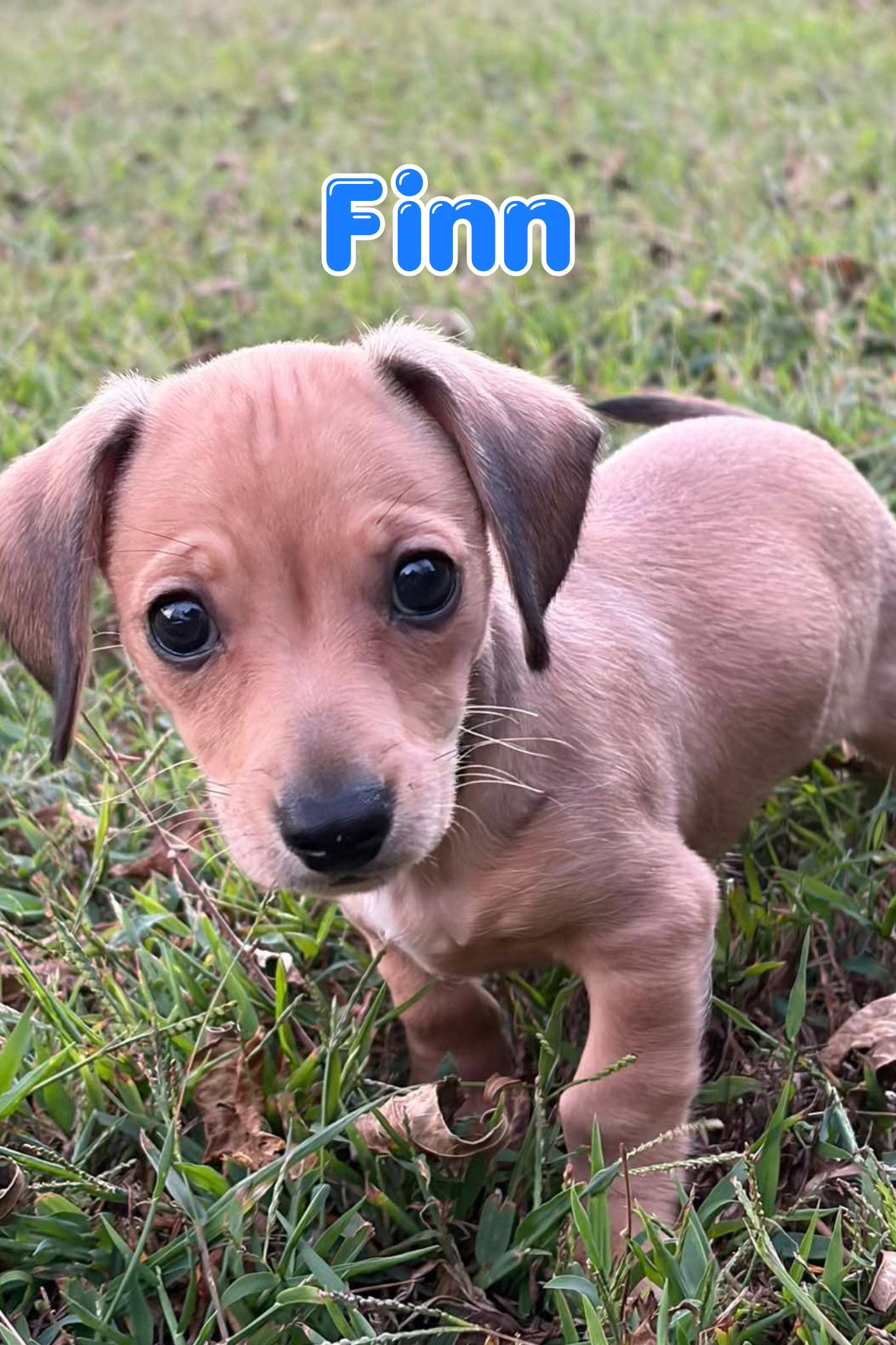 Enlarge Finn, a Adopted mixed breed in Branson, MO image 1/5