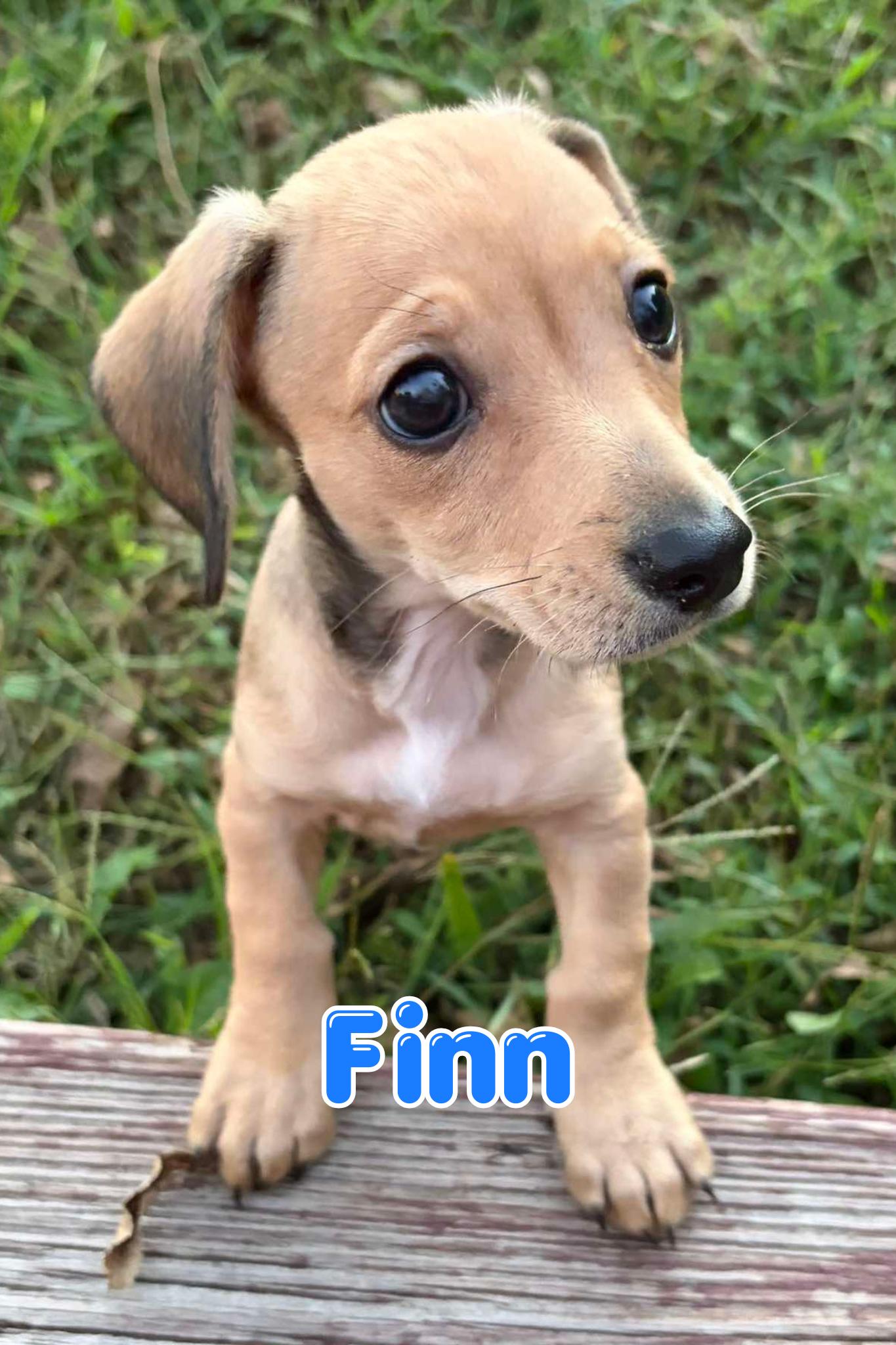 Enlarge Finn, a Adopted mixed breed in Branson, MO image 2/5