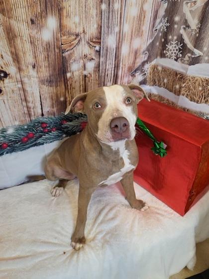 Alex, Adoptable, Adult Male Pit Bull Terrier & Mixed Breed.