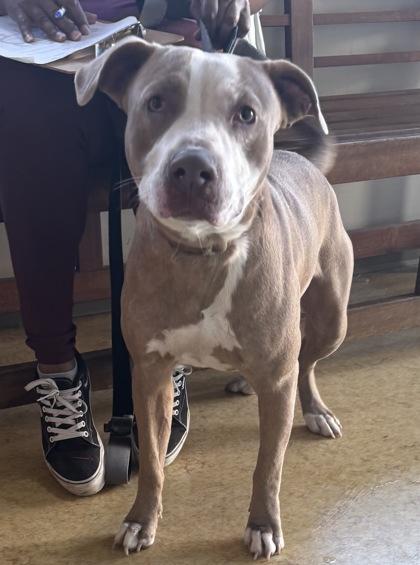 Enlarge Alex, a Adoptable mixed breed in Cedar Hill, TX image 2/2