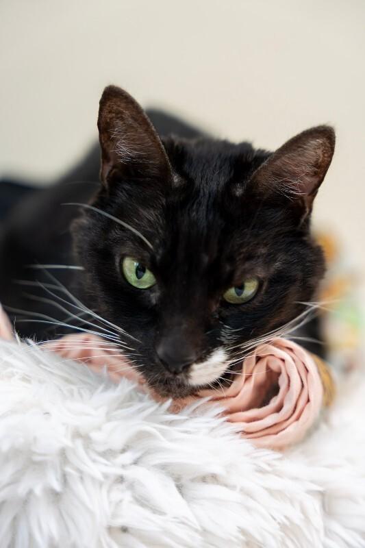 Sophie Millicent, a Adoptable Domestic Short Hair in Arlington, WA image 1/6