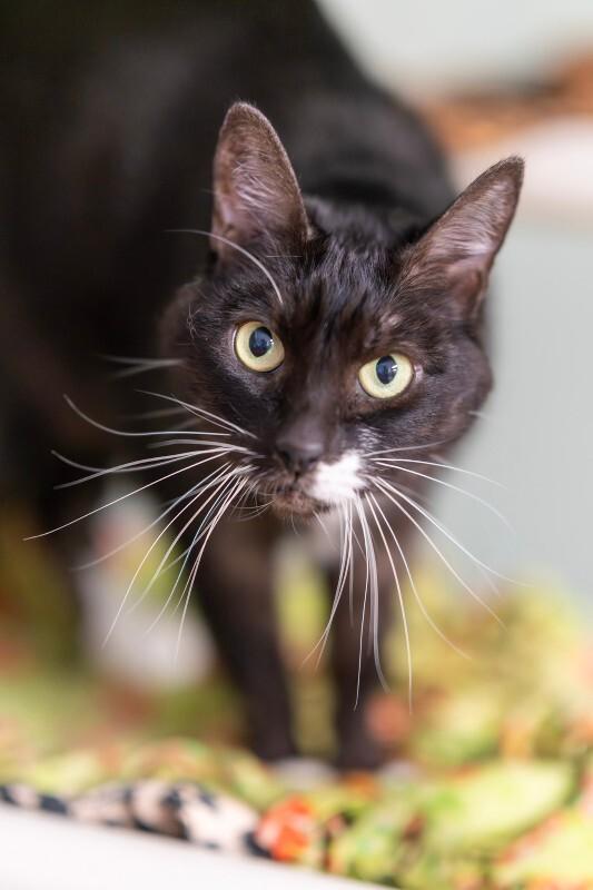 Sophie Millicent, Adoptable, Senior Female Domestic Short Hair.