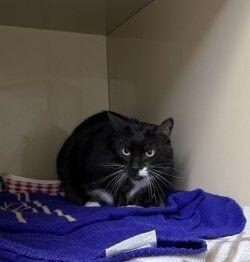Sophie Millicent, a Adoptable Domestic Short Hair in Arlington, WA image 3/6