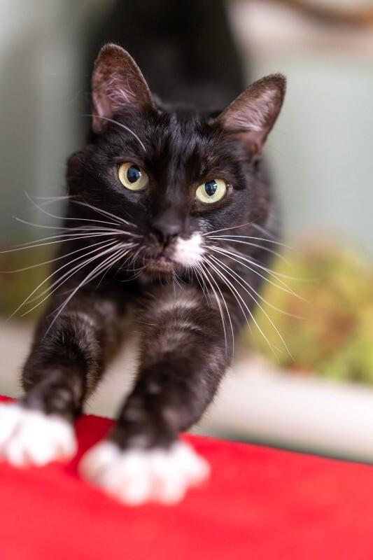 Sophie Millicent — thumbnail 4