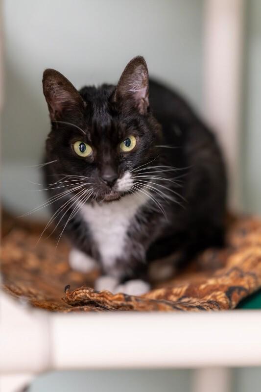 Sophie Millicent, a Adoptable Domestic Short Hair in Arlington, WA image 5/6