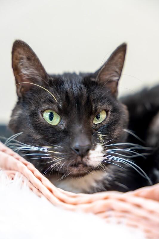 Sophie Millicent — thumbnail 6