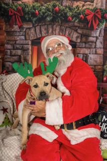 Enlarge Duchess is in Maine!, a Adoptable mixed breed in South Portland, ME image 3/6