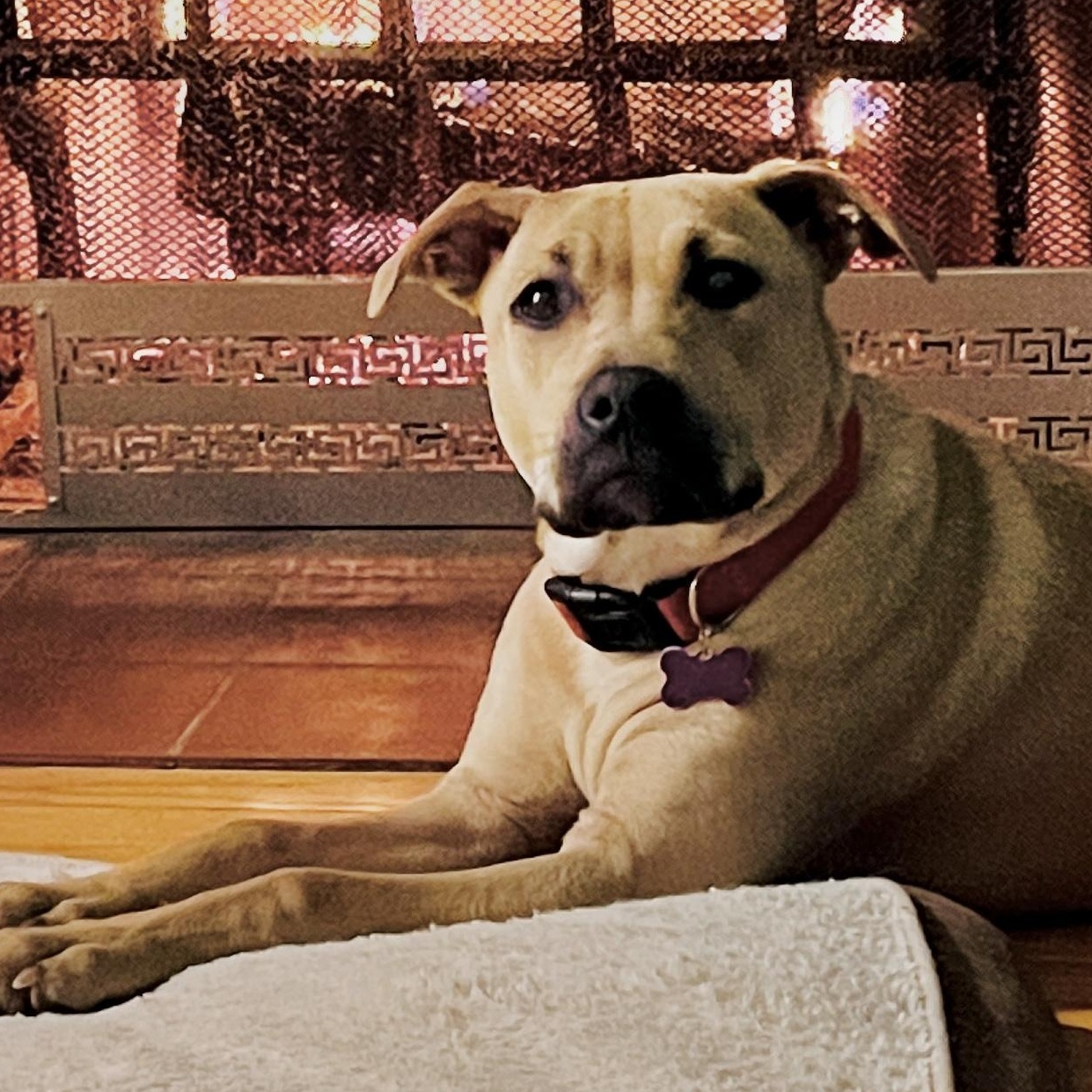 Enlarge Duchess is in Maine!, a Adoptable mixed breed in South Portland, ME image 1/6