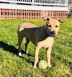 Duchess is in Maine!, a Adoptable mixed breed in South Portland, ME image 5/6