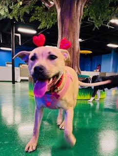Enlarge Duchess is in Maine!, a Adoptable mixed breed in South Portland, ME image 2/6