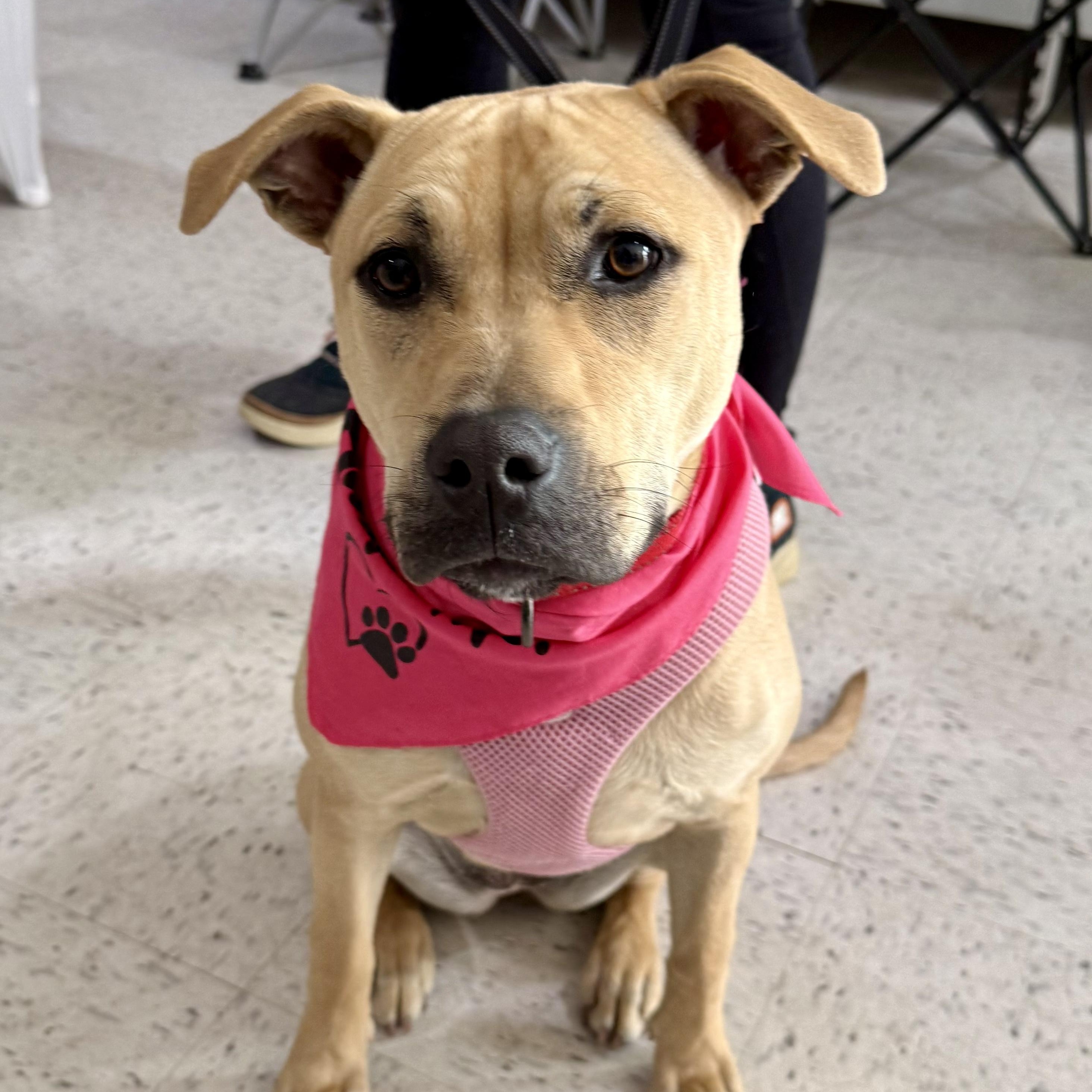 Duchess is in Maine!, a Adoptable mixed breed in South Portland, ME image 2/6