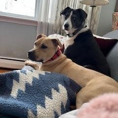 Enlarge Duchess is in Maine!, a Adoptable mixed breed in South Portland, ME image 5/6