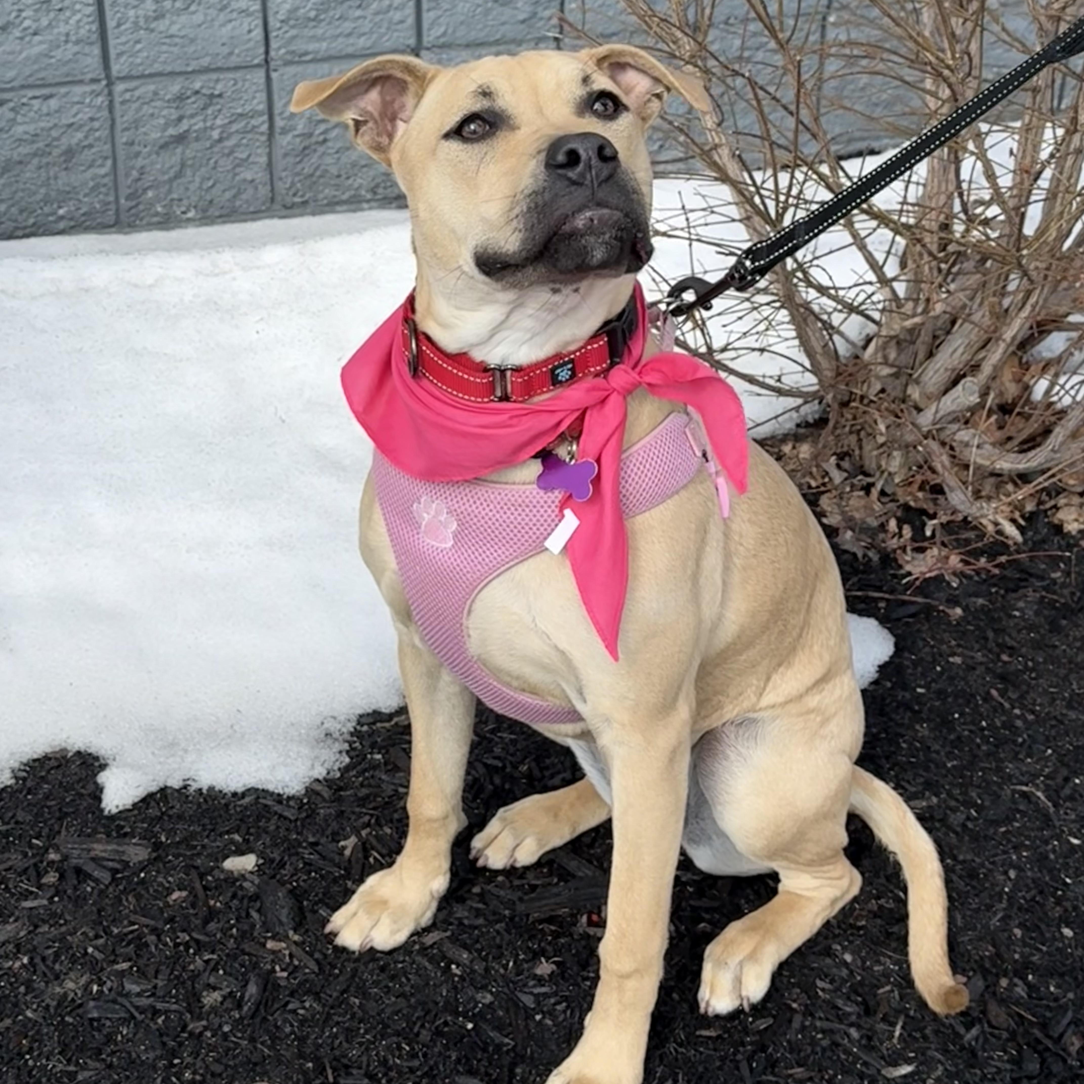 Duchess is in Maine!, a Adoptable mixed breed in South Portland, ME image 3/6