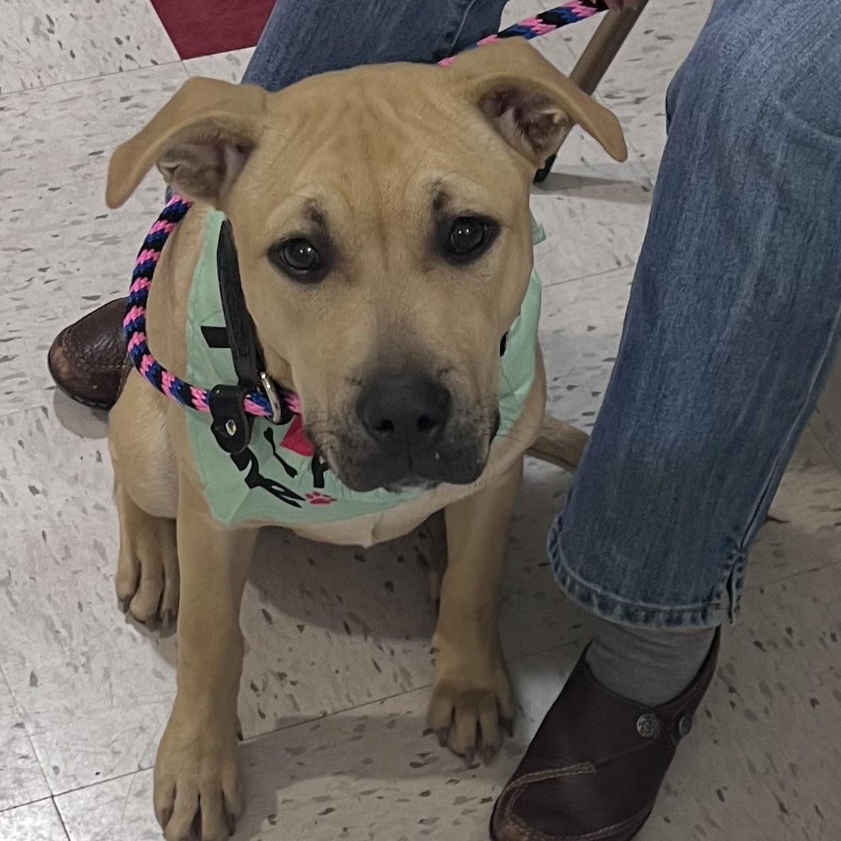 Duchess is in Maine!, a Adoptable mixed breed in South Portland, ME image 4/6