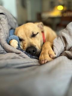 Duchess is in Maine!, Adoptable, Young Female Mixed Breed.