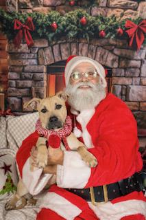 Enlarge Duchess is in Maine!, a Adoptable mixed breed in South Portland, ME image 6/6