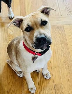 Duchess is in Maine!