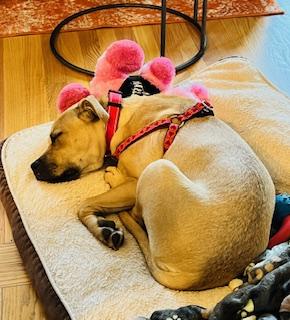 Duchess is in Maine!, a Adoptable mixed breed in South Portland, ME image 6/6