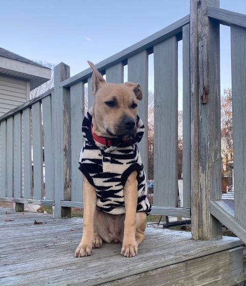 Duchess is in Maine!, a Adoptable mixed breed in South Portland, ME image 1/6