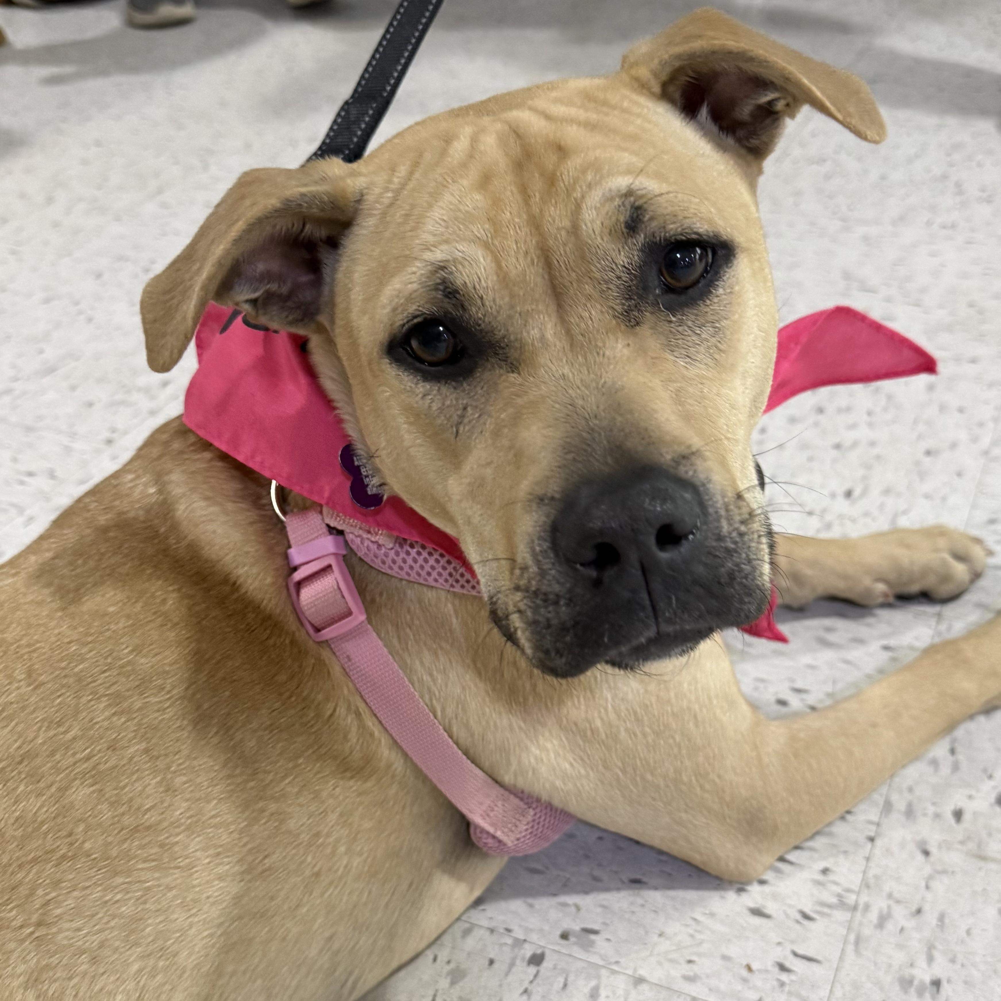 Duchess is in Maine!, Adoptable, Young Female Mixed Breed.