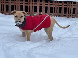 Duchess is in Maine!, Adoptable, Young Female Mixed Breed.