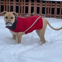 Enlarge Duchess is in Maine!, a Adoptable mixed breed in South Portland, ME image 6/6