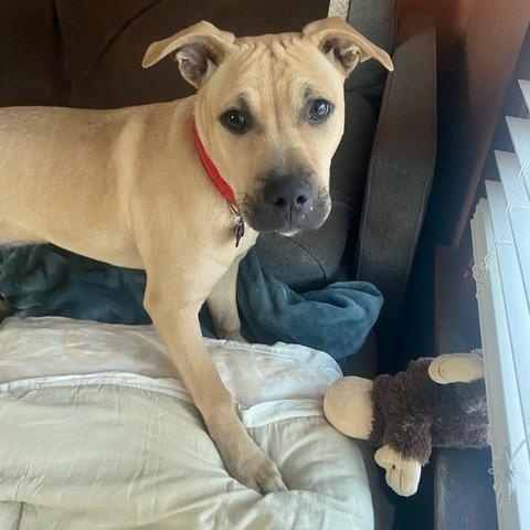 Duchess is in Maine!, a Adoptable mixed breed in South Portland, ME image 2/6