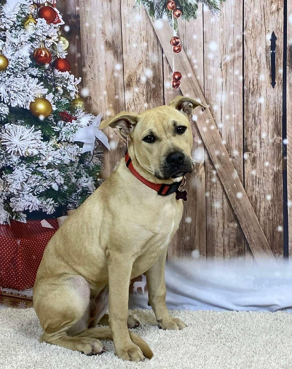 Duchess is in Maine!, Adoptable, Young Female Mixed Breed.