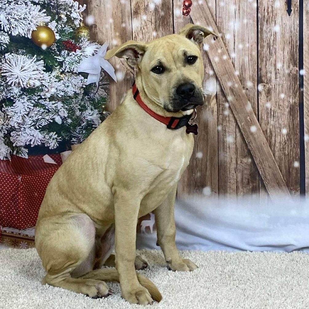 Enlarge Duchess is in Maine!, a Adoptable mixed breed in South Portland, ME image 3/6