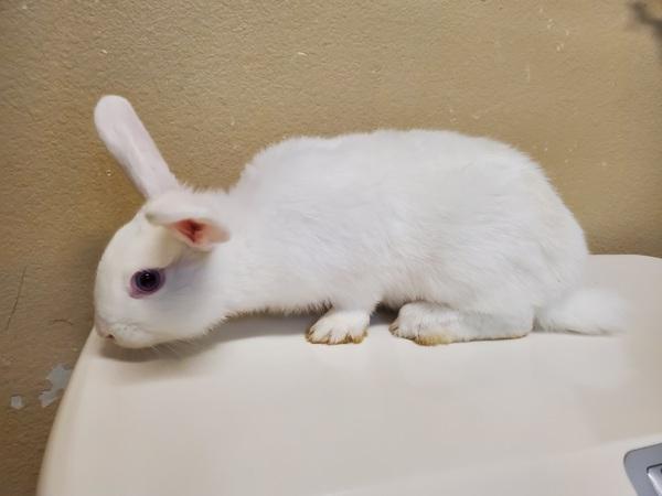 Enlarge Louise, a Adoptable mixed breed in Oceanside, CA image 1/1