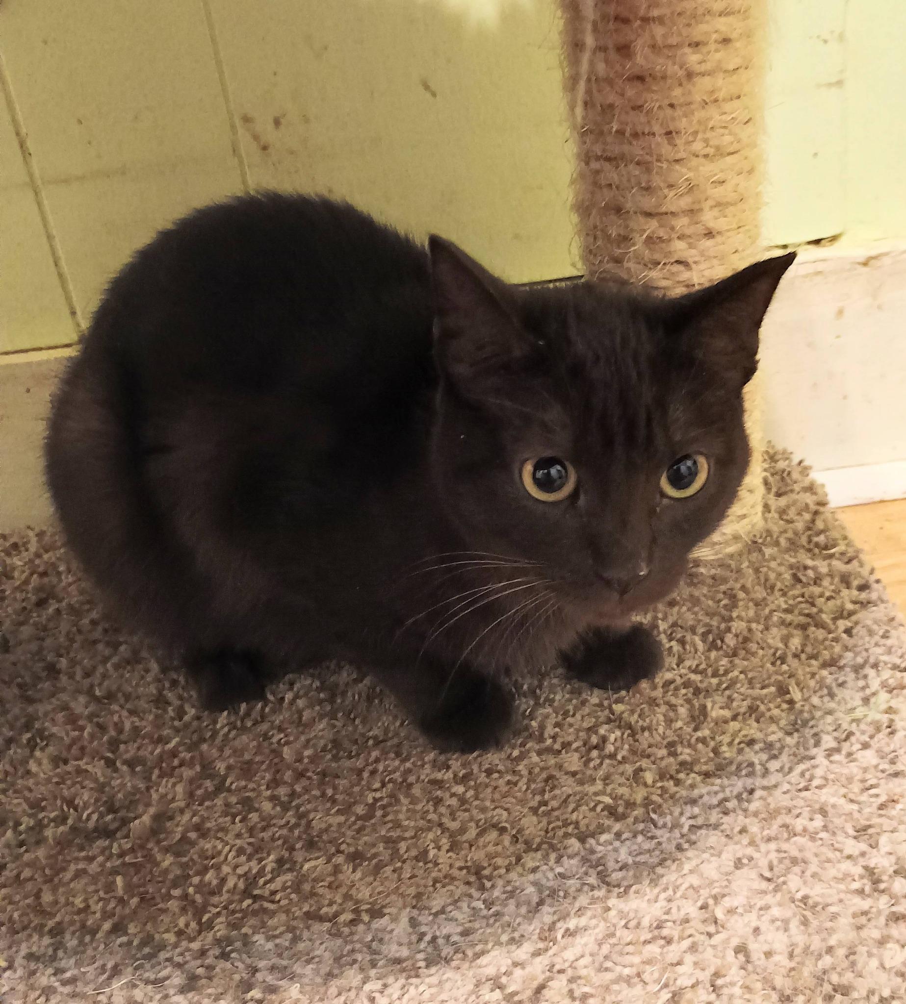 Mama - gentle & loving, adopted, Adult Female Domestic Short Hair.