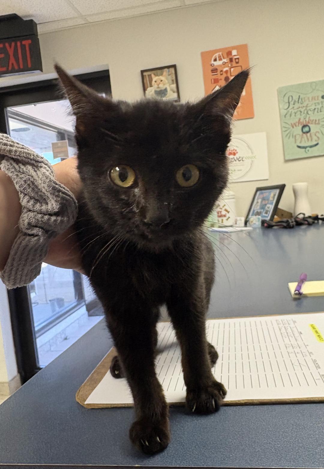 Stray Kitten, ADOPTABLE, Kitten Female Domestic Short Hair.