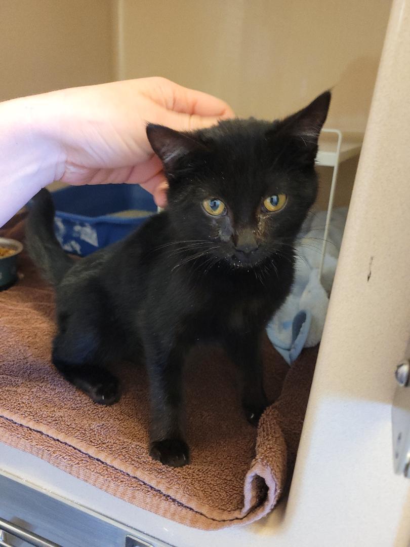 Enlarge Stray Kitten, a ADOPTABLE Domestic Short Hair in Hays, KS image 4/6