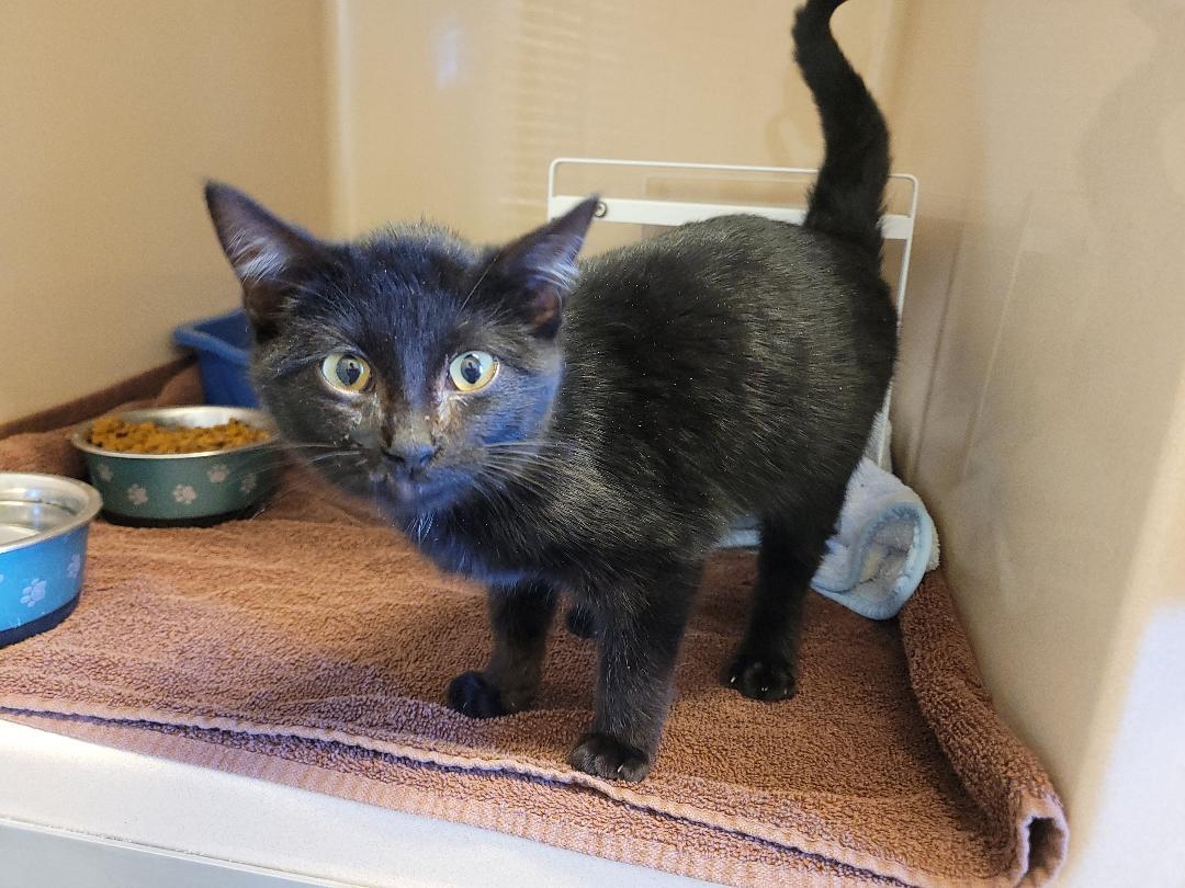 Enlarge Stray Kitten, a ADOPTABLE Domestic Short Hair in Hays, KS image 5/6