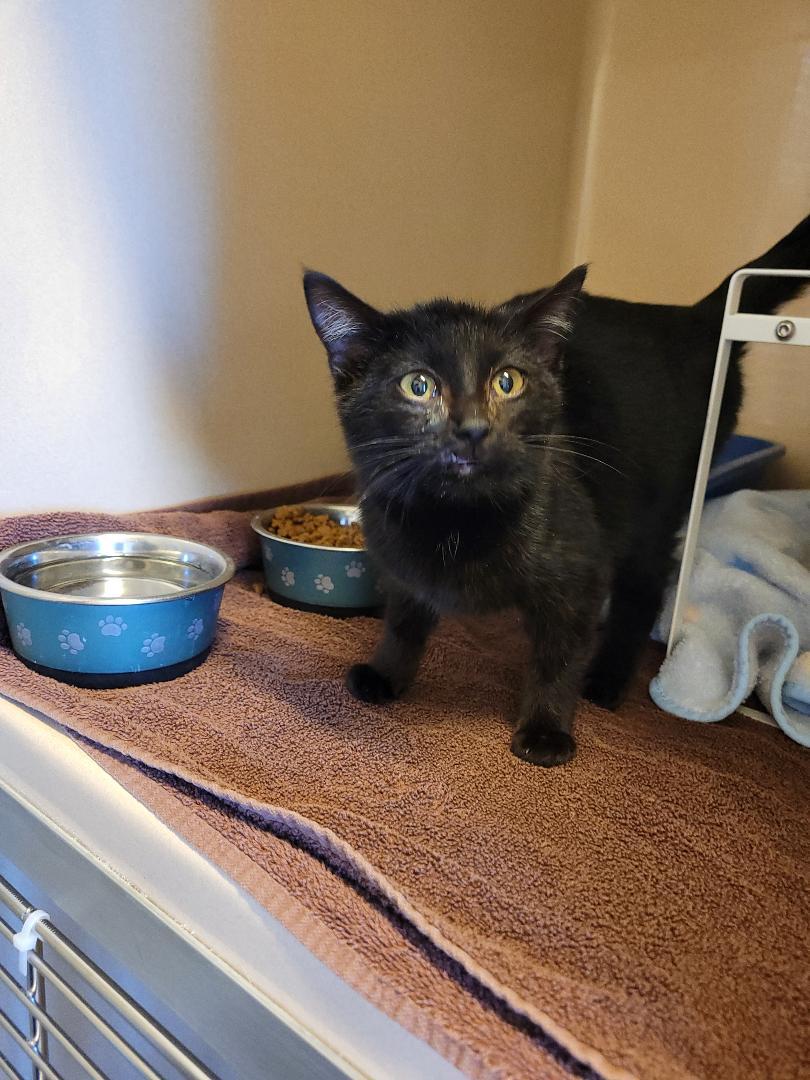 Enlarge Stray Kitten, a ADOPTABLE Domestic Short Hair in Hays, KS image 6/6