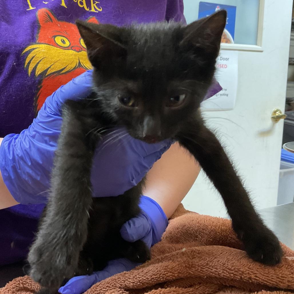 Ember, Adoptable, Kitten Female Domestic Short Hair.