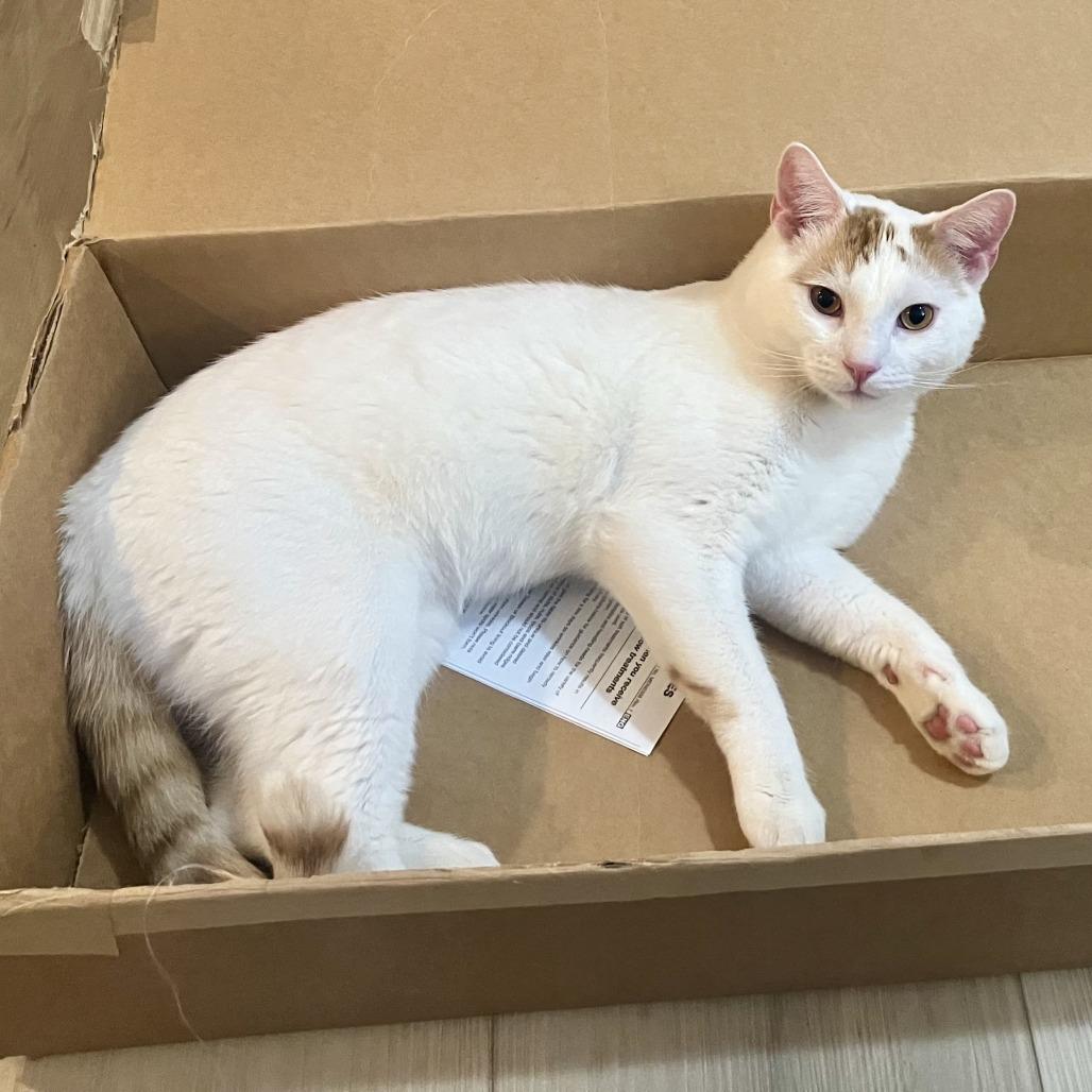 Casper, Adoptable, Adult Male Domestic Short Hair.
