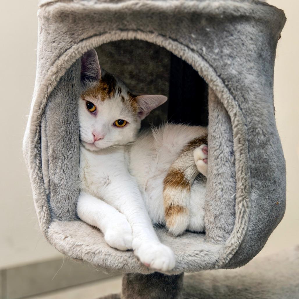 Enlarge Casper, a Adoptable Domestic Short Hair in Las Vegas, NV image 2/2