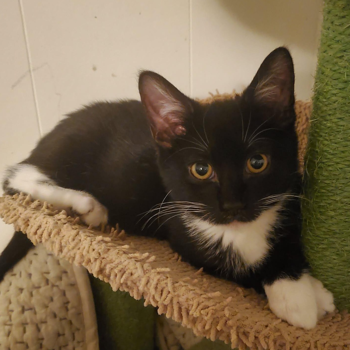 Hodge, Adoptable, Kitten Male Domestic Short Hair.