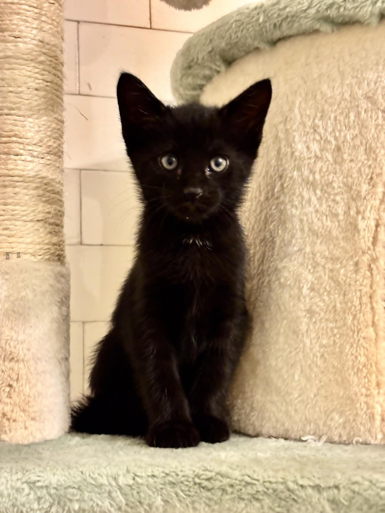 Enlarge Finch, a Adopted Domestic Short Hair in Pittsburgh, PA image 2/4
