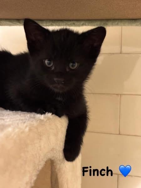 Enlarge Finch, a Adopted Domestic Short Hair in Pittsburgh, PA image 4/4