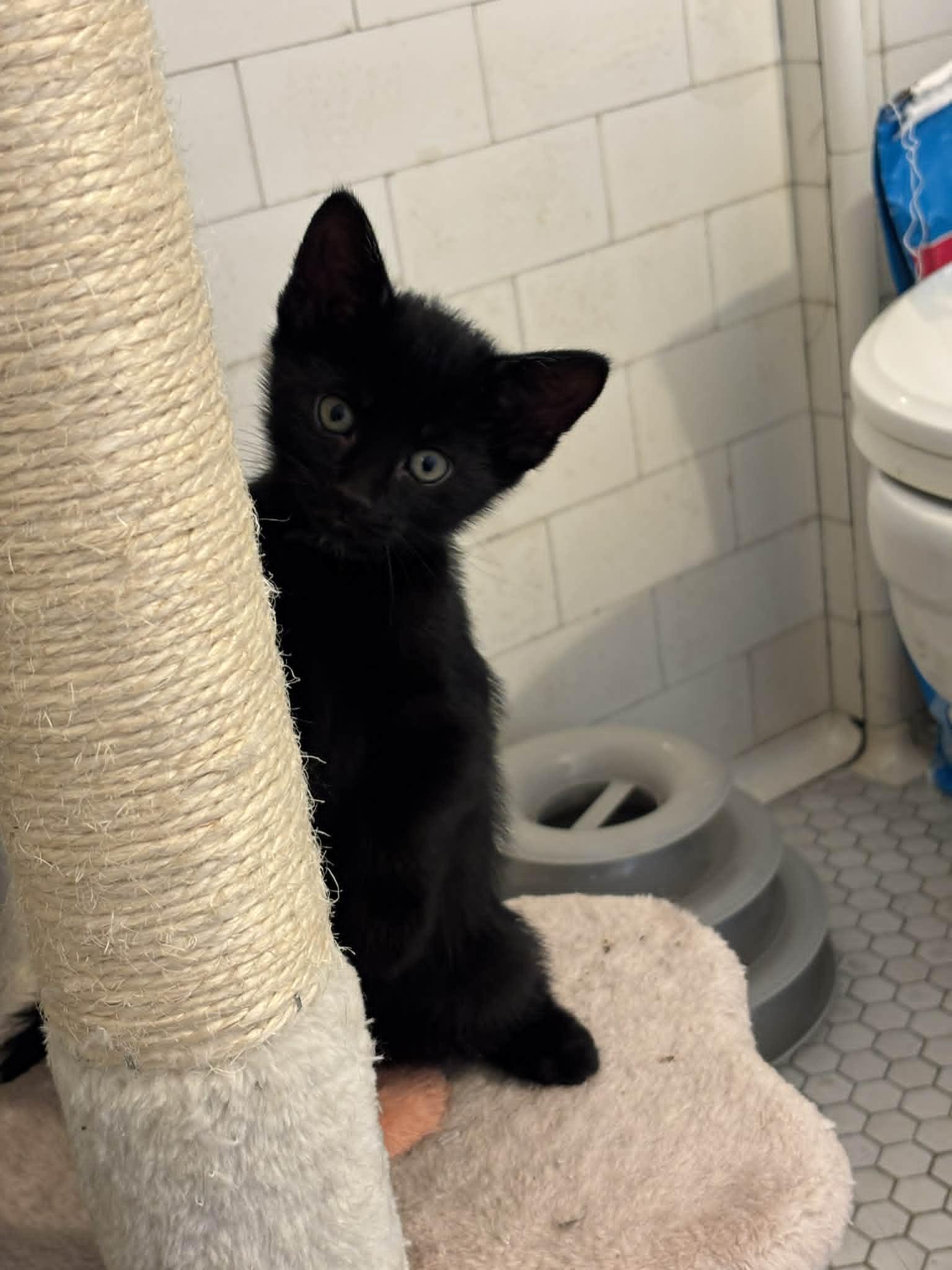 Enlarge Finch, a Adopted Domestic Short Hair in Pittsburgh, PA image 3/4