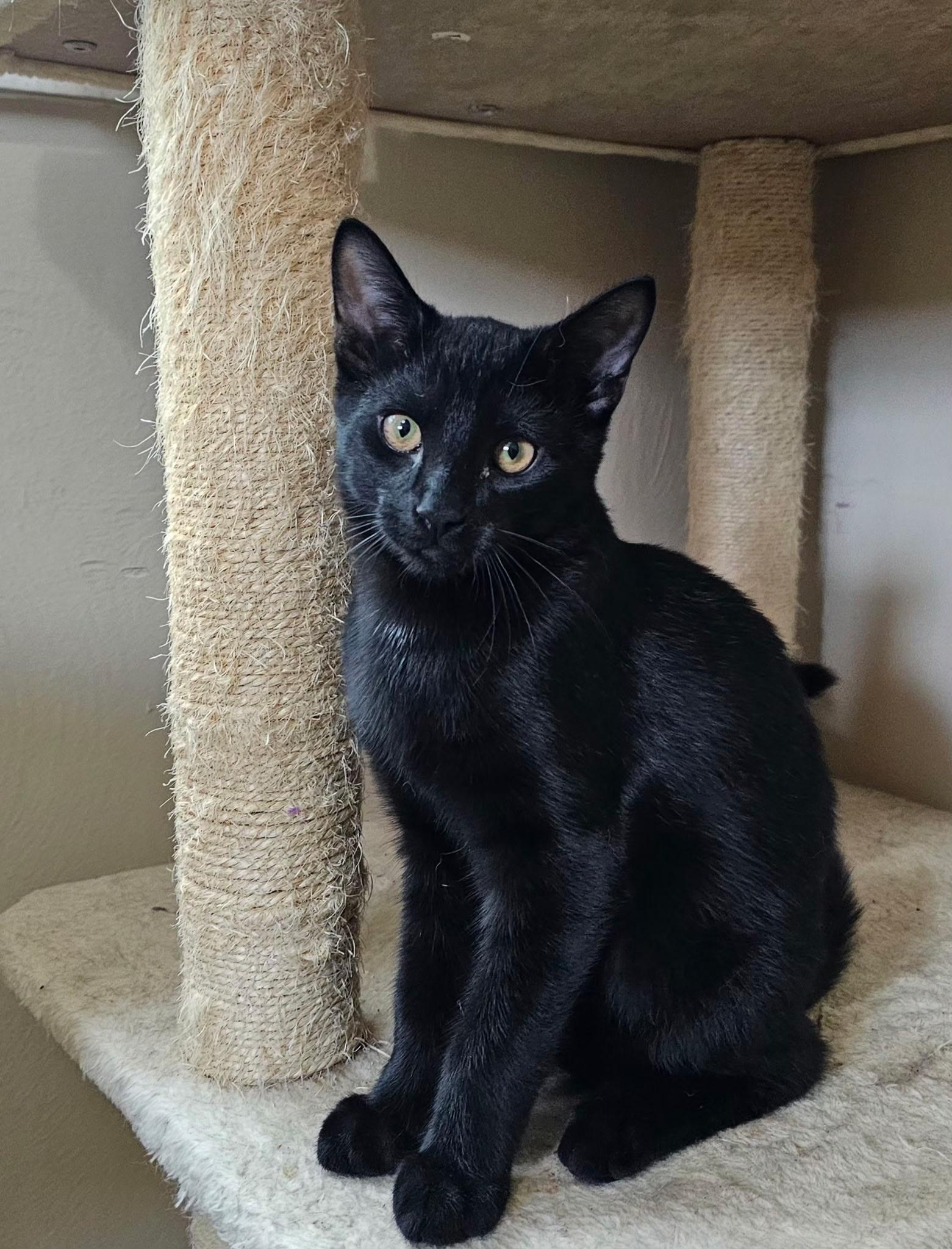 Enlarge Finch, a Adopted Domestic Short Hair in Pittsburgh, PA image 1/4