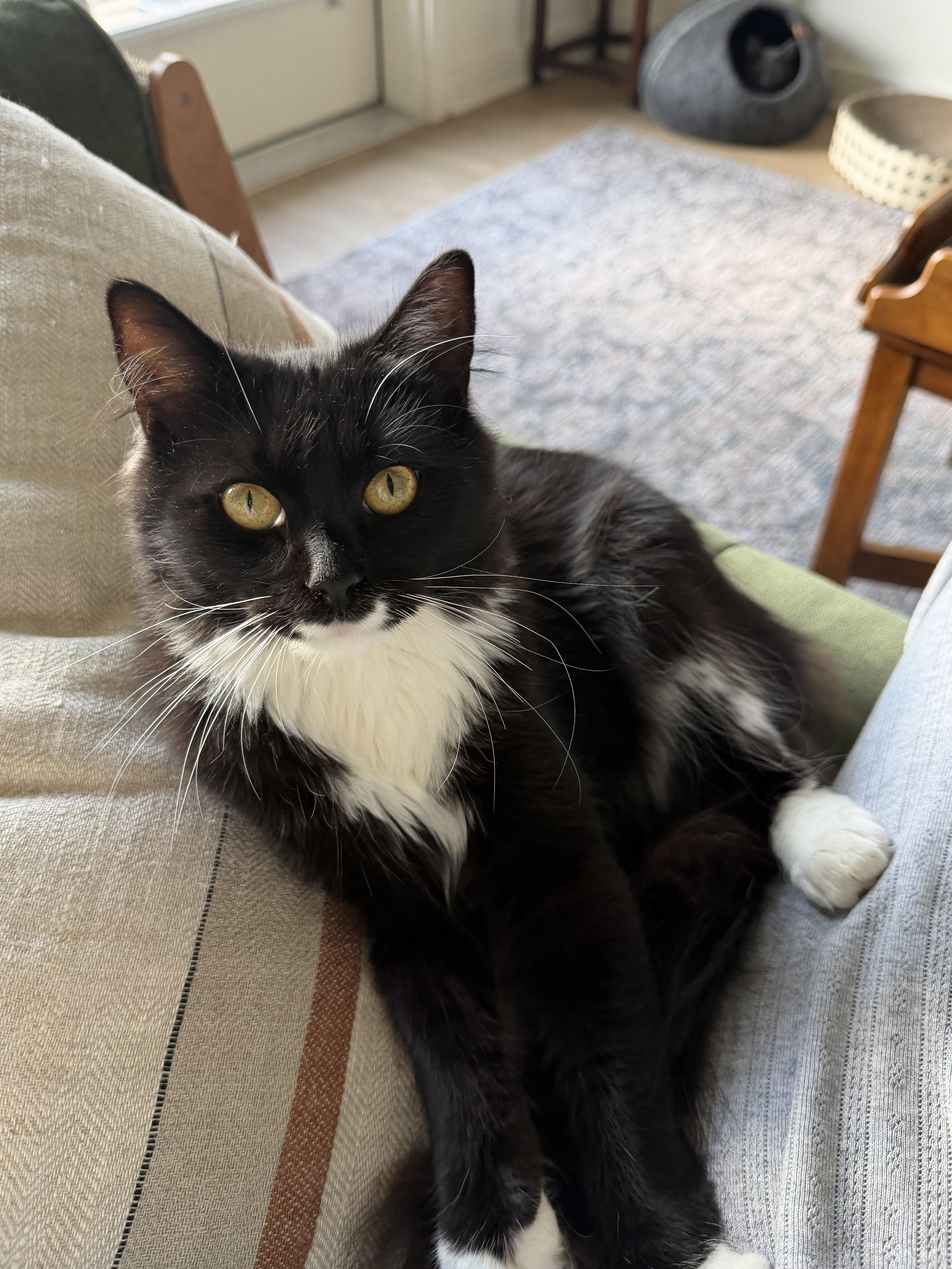 Carly, Adoptable, Young Female Tuxedo.