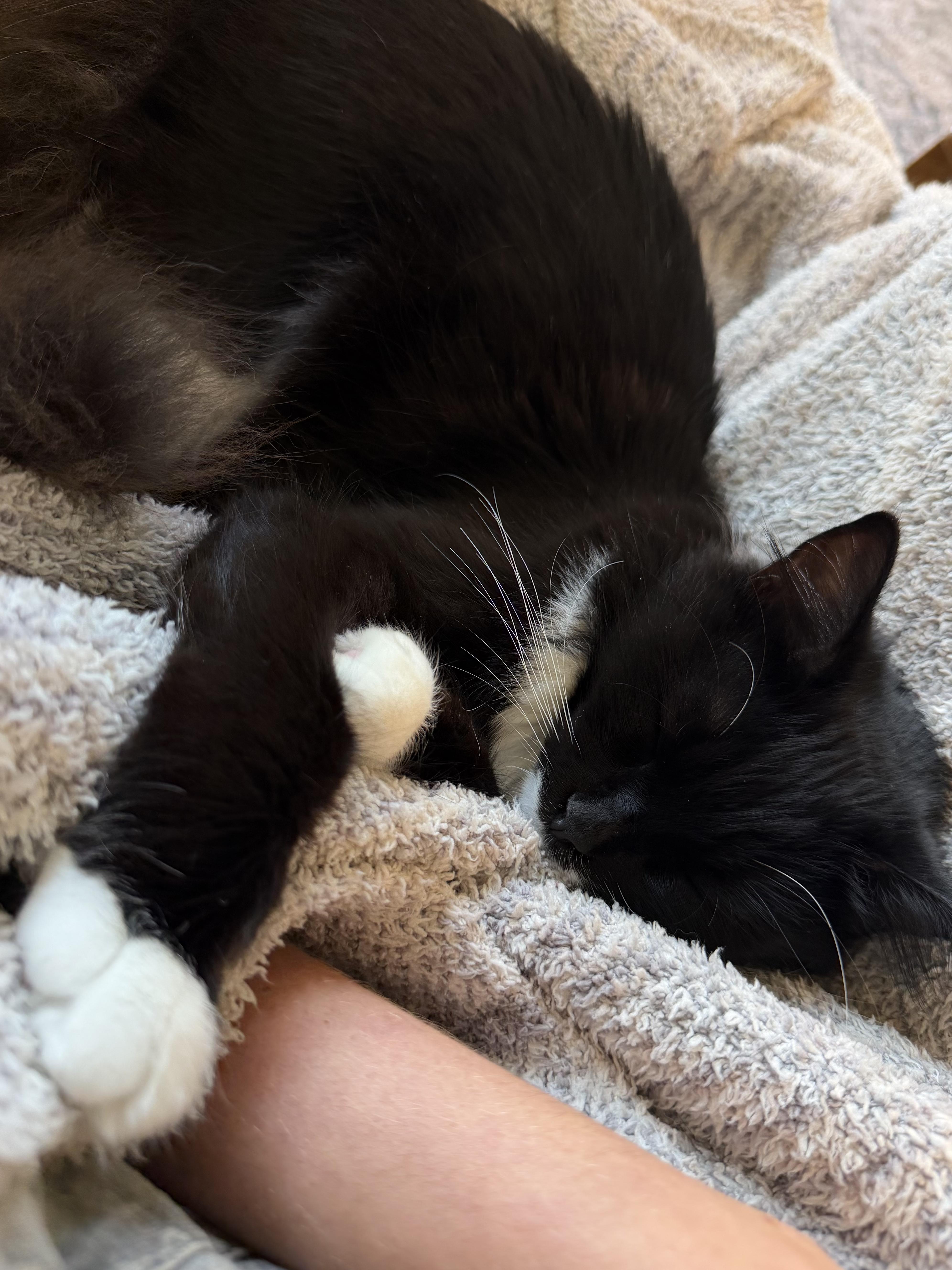 Enlarge Carly, a Adoptable Tuxedo in Winston Salem , NC image 3/4