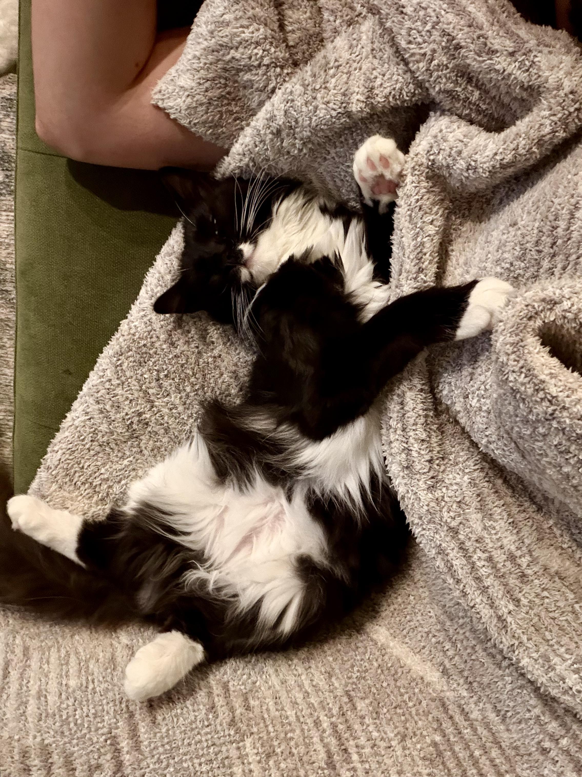 Enlarge Carly, a Adoptable Tuxedo in Winston Salem , NC image 2/4