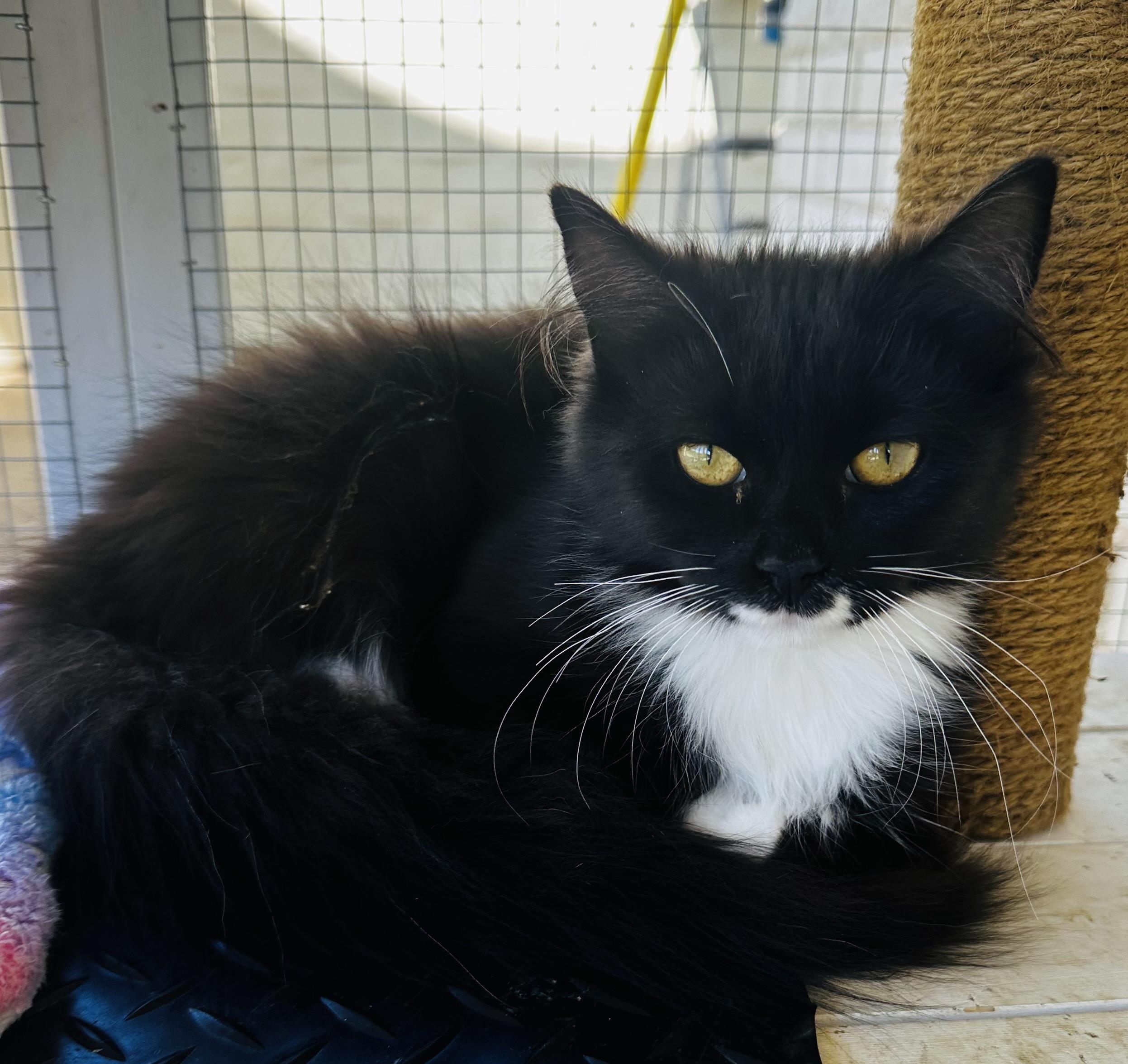 Enlarge Carly, a Adoptable Tuxedo in Winston Salem , NC image 4/4