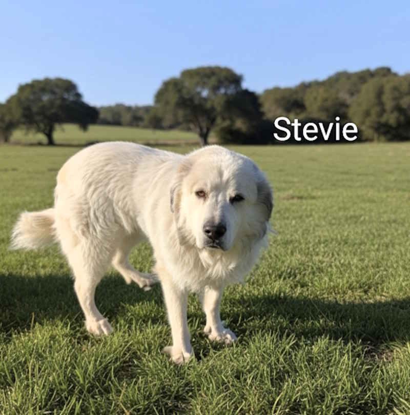 Enlarge Stevie, an adopted Great Pyrenees in York, NE image 1/1