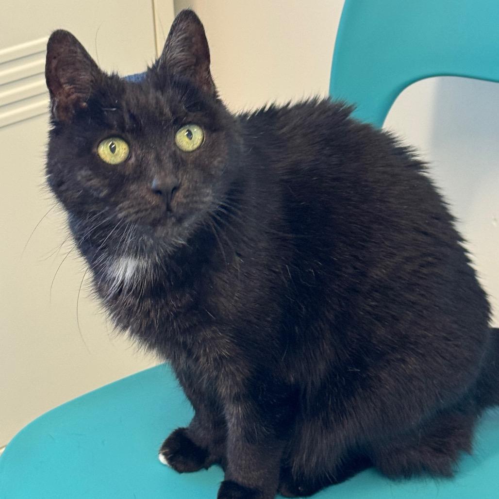 Fiona, Adoptable, Senior Female Domestic Short Hair.